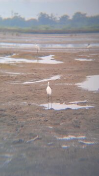 Vertical shot of egrets and herons foraging and catching fish in a drying salt pond. Authentic wildlife behavior in a wetland ecosystem during the dry season.