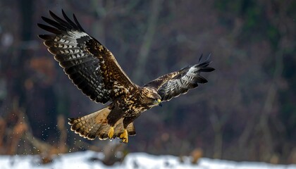 Fototapeta premium A large brown bird with outstretched wings flies low