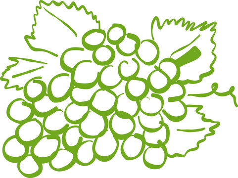 Green Grapes Bunch Hand Drawn Style Isolated on Black Background