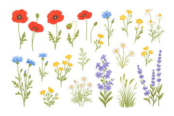 Fototapeta premium Wildflower botanical set featuring poppies, cornflowers, daisies, buttercups, lavender, and meadow grasses, perfect for spring and summer floral design