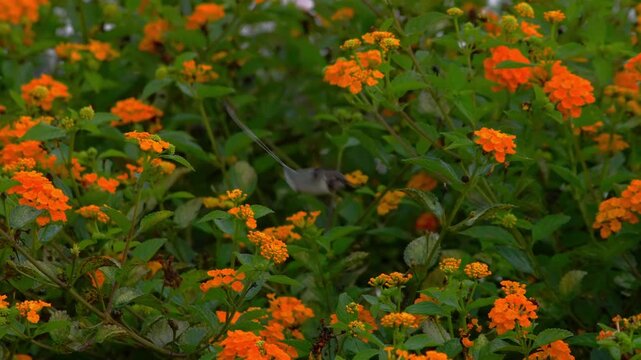 Male Peruvian sheartail hummingbird hovering near lantana flowers, showing molting purple throat feathers before feeding on nectar and moving between nearby blooms in a garden in Lima, Peru.