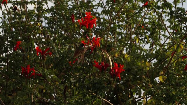 Amazilia hummingbird feeding from red flowers in a close view, hovering and probing the blossoms while a small patch of blue sky appears in the background in Lima, Peru.