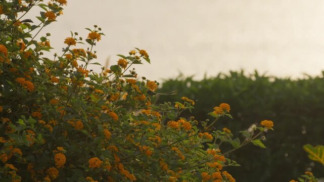 Wide view of a male Peruvian sheartail hummingbird visiting yellow lantana flowers, hovering and probing several blooms while feeding on nectar in a garden scene in Lima, Peru.