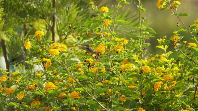 Female long-tailed sylph hummingbird feeding on yellow lantana flowers while a monarch butterfly lands and flutters nearby.