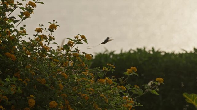 Male Peruvian sheartail hummingbird moving in curved hovering motions near yellow lantana flowers, briefly suspending in midair before flying out of frame in a garden scene in Lima, Peru.