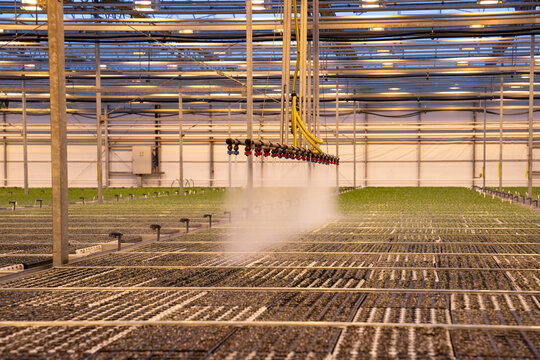 Automatic watering system spraying mist in greenhouse. Smart agribusiness. Irrigation nozzles evenly distribute water over seedlings plants. Agricultural sprinkler system works in industrial hothouse.