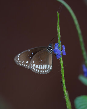 A king crow butterfly feeding on the nectar from the snake weed plant 