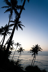 Fototapeta premium Silhouettes of coconut palm trees against a sunrise sky and ocean in Mirissa Sri Lanka