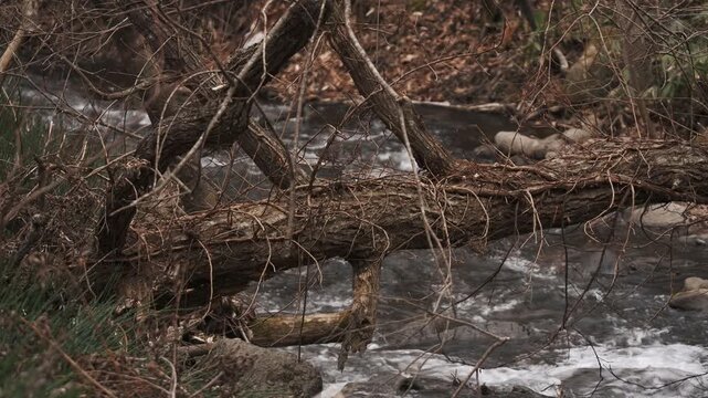 冬枯れの森と笹のの中を流れる渓流風景