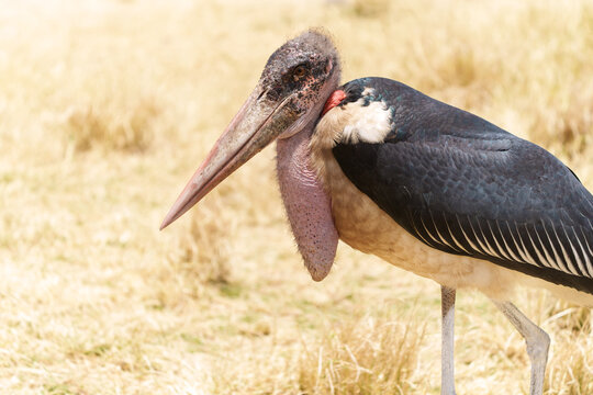 marabou stork (Leptoptilos crumenifer) scavenger of the savannah standing side on show it's gular sac or neck pouch in arid environment of Ngorongoro crater Tanzania.