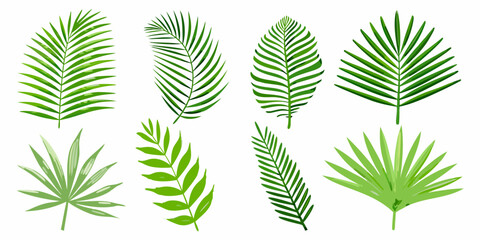 A collection of vibrant green tropical palm leaves on white background © Poly