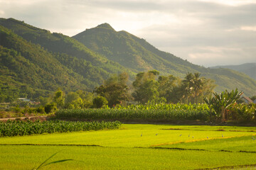 Obraz premium green rice fields with mountains in Vietnam