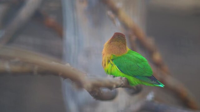 Colorful Fischer's lovebird parrot perched on branch moving head in slow motion cinematic close up footage