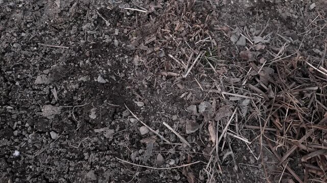 preparing the garden for summer, removing fallen leaves, pruned cuttings and plant debris