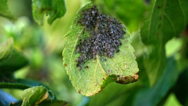 Aphid. Insects pests affect plants, gardens and orchards. Eat leaves and fruits of plants. Protection from vermin and diseases. Damage to the plant by pests. High quality 4k footage.