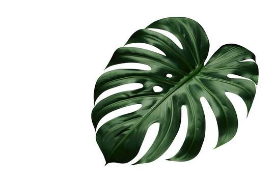 Monstera deliciosa tropical leaf showing vibrant green color and iconic fenestrations, isolated on a transparent background