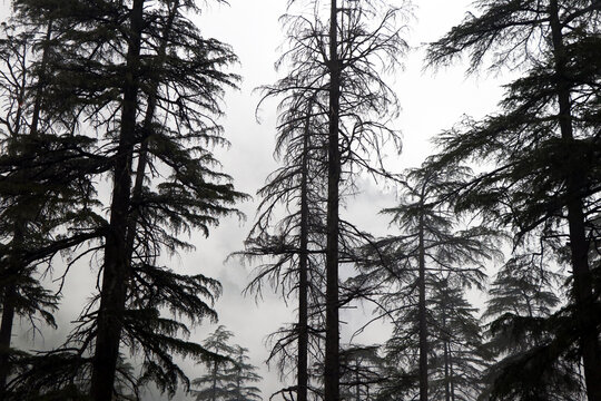 The deodar cedar, Himalayan cedar, or deodar, in a foggy day.
