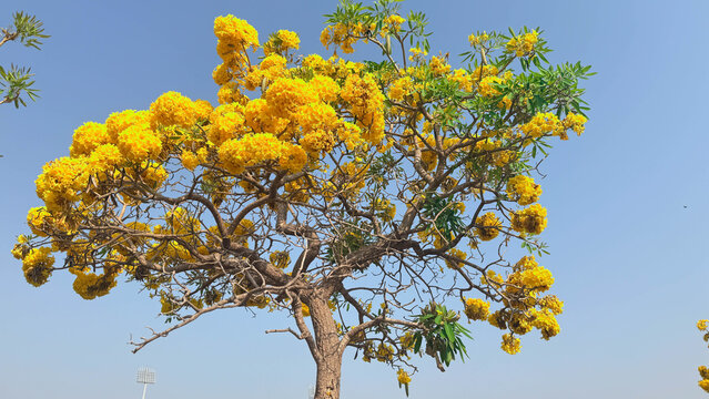 The Silver Trumpet Tree is a stunning ornamental tree famous for its brilliant yellow blooms and silvery-green foliage. In the botanical world, it is scientifically known as Tabebuia aurea (formerly T