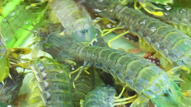 Close Up of Live Mantis Shrimp in Fresh Seafood Market Tank