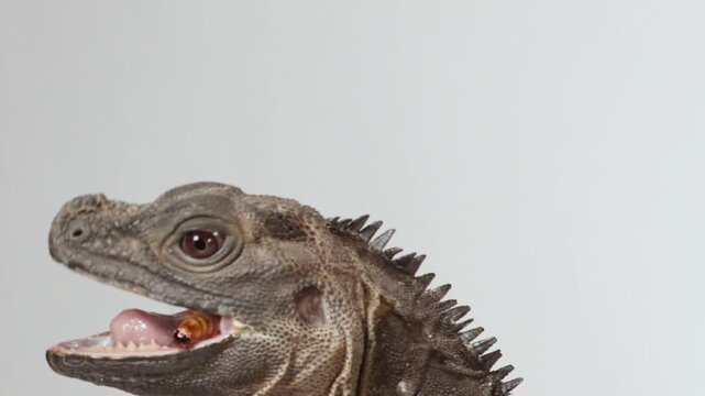 Close-up Profile of a Sailfin Lizard Eating a Mealworm