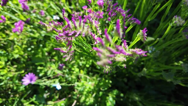 Salem flower (Limonium sinuatum) with bee in slow motion: 4K close-up footage of colourful statice flowers, pollination, macro nature and garden scene