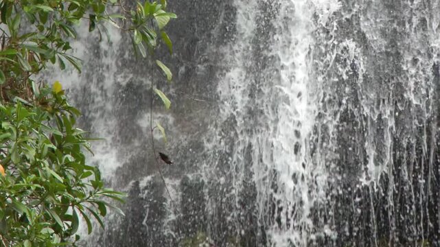 Close Up of Water Cascading Down Dark Rocks with Green Foliage