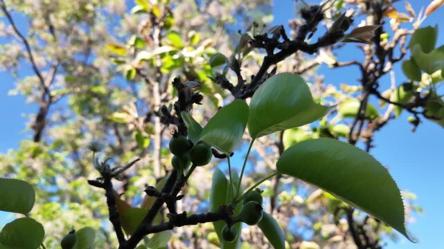 Asian pears (nashi pear) growing on tree in slow motion: 4K close-up footage of young fruit, green leaves, blue sky and orchard garden scene