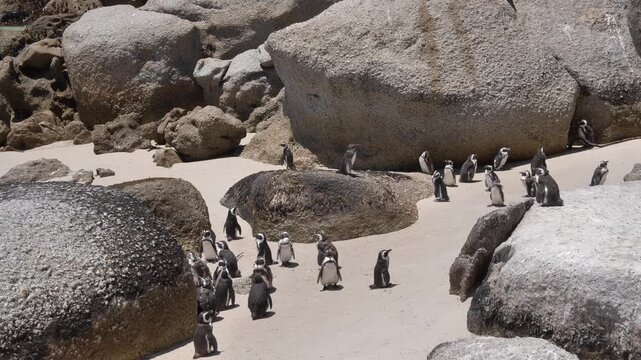 A waddle of Jackass penguins with some molting, others standing on the beach, surrounded by boulders at Boulders Beach, Cape Town, South Africa.