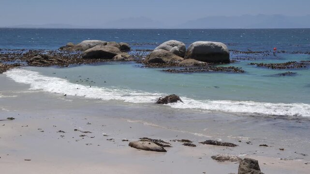 A raft of Jackass penguins enjoys the small waves of False Bay at Boulders Beach in Cape Town, South Africa, on a sunny, clear day with rocks, kelp, and mountains in the distance.