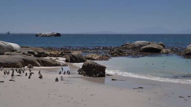 A raft of Jackass penguins enjoy themselves in False Bay, surrounded by boulders and kelp, as others stand and waddle at Boulders Beach, Cape Town, with mountains way off in the distance.
