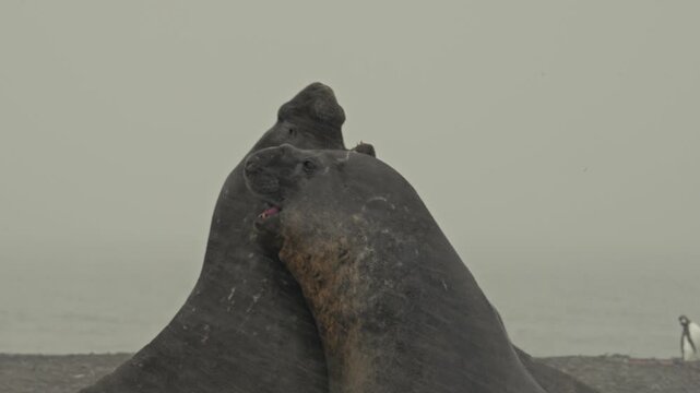 Extreme close-up of two massive bull elephant seals clashing heads and biting during intense dominance battle on Antarctic beach in misty snowfall at Elephant Island
