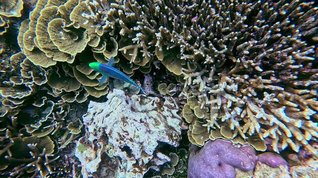 Snorkeling POV tracking a lone greensnout parrotfish feeding (scarus spinus) swims over vibrant coral formations in the thriving underwater ecosystem showing the hypnotic texture and pattern