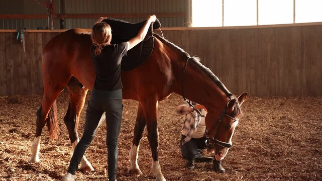 Trainer, female rider saddle horse in arena. Team of professional trainers in paddock equips horse, puts on tack, saddles before race. Equestrian competitions, horse care, grooming, equestrian school