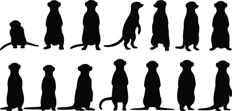 Collection of Meerkat Silhouettes in Various Poses on White Background animal wildlife