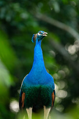 Obraz premium Indian Peacock, Indian peafowl, also known as the common peafowl, or blue peafowl