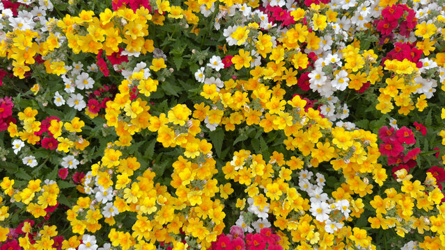 Vibrant Nemesia flowers in yellow red and white garden bloom