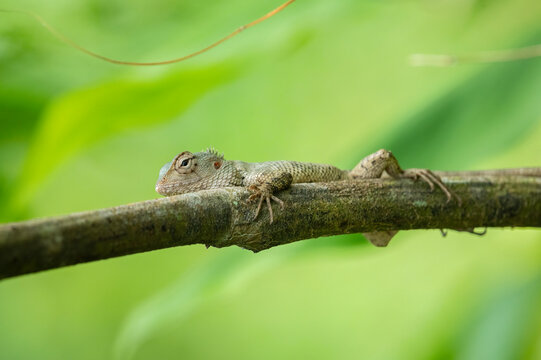 Indian chameleon, Garden Lizard (chamaeleo zylanicus) in kerala india