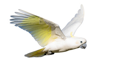 Obraz premium A white cockatoo parrot with yellow macaw feathers and elegant wings flies through a blue sky as a peaceful wildlife symbol of nature and freedom isolated on white background