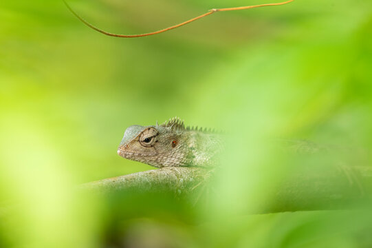 Indian chameleon, Garden Lizard (chamaeleo zylanicus) in kerala india