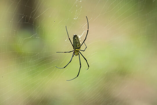 Giant Wood Spider (Nephila pilipes), Family (orb-weaver spiders)