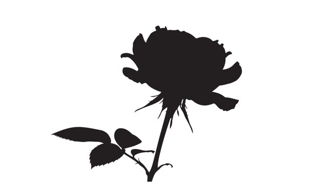 Black rose silhouette vector