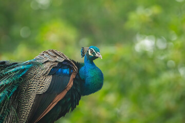 Fototapeta premium Indian Peacock, Indian peafowl, also known as the common peafowl, or blue peafowl