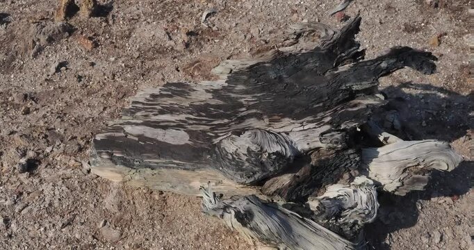 Decaying tree stumps buried in the soil.
