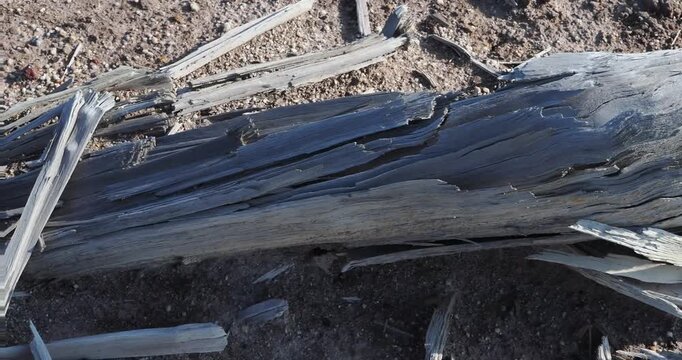 Decaying tree stumps buried in the soil.