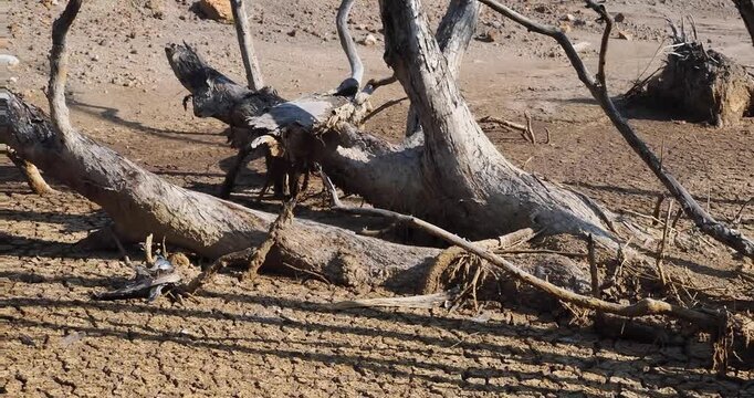 Trees are dying in dry, cracked soil due to drought and global warming.