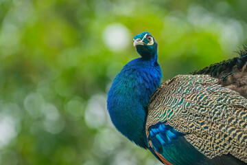 Obraz premium Indian Peacock, Indian peafowl, also known as the common peafowl, or blue peafowl