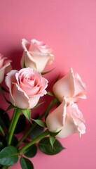 Fototapeta premium Elegant rose bouquet, soft pink backdrop, indoor setting, soft pink background, floral arrangement photography, rose arrangement