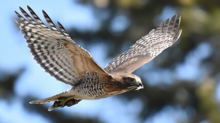 Fototapeta premium Majestic raptor soaring through blue sky with outstretched wings, showcasing feathers and keen gaze in natural habitat during daylight hours