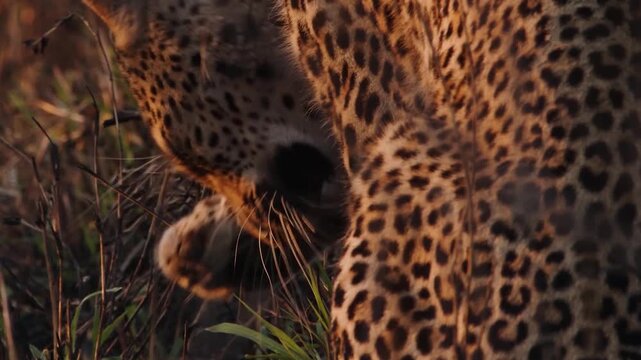 Close-up of a Cheetah Grooming and Cleaning Blood from its Paws by Licking after a Successful Hunt
