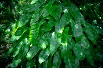 Philodendron 'Burle Marx' leaves, showcasing their elongated heart shape and glossy green color © Ganggas